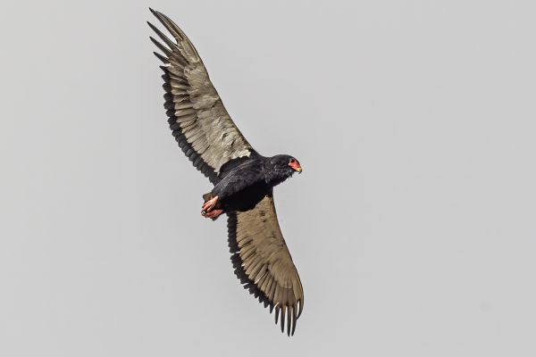 Bateleur