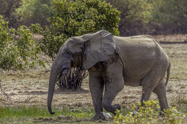 Bos Olifant