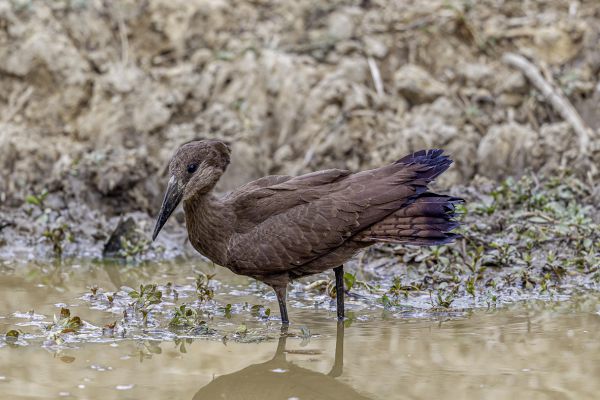 Hamerkop