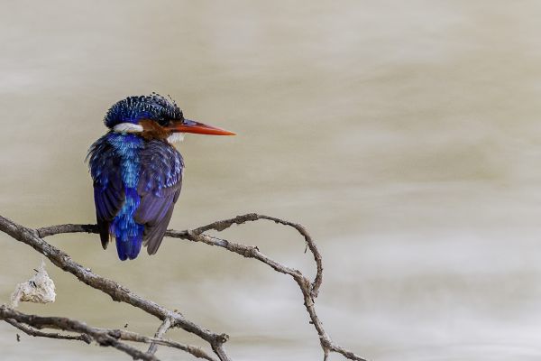 Malachietijsvogel