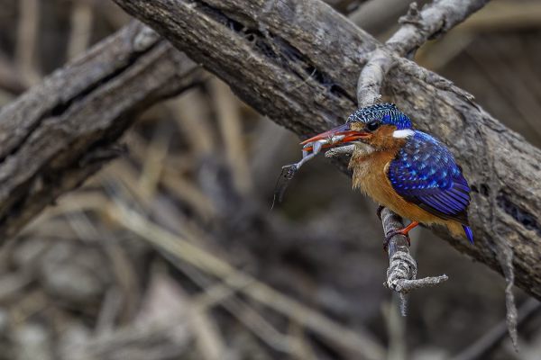 Malachietijsvogel