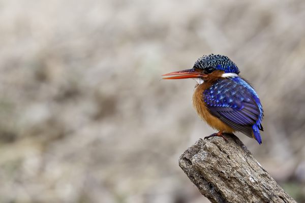 Malachietijsvogel