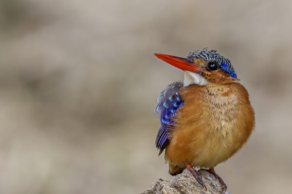 Malachietijsvogel