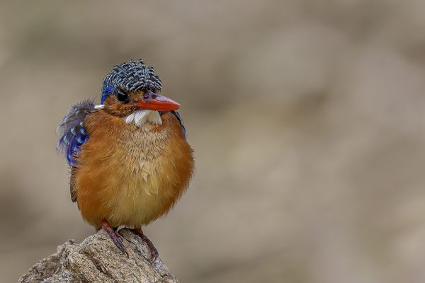 Malachietijsvogel