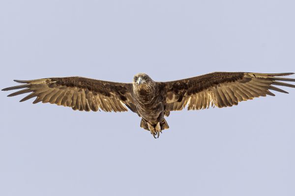 Bateleur