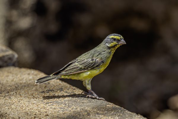 Mozambiquesijs