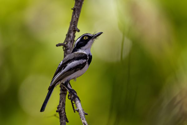 Senegalese Vliegenvanger