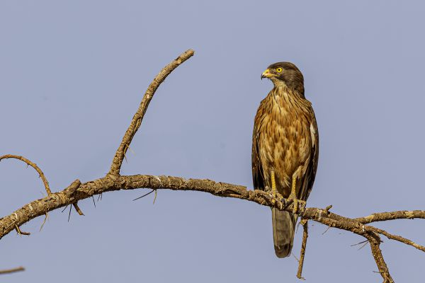 Sprinkhaanbuizerd