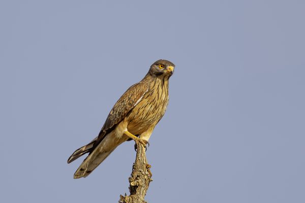Sprinkhaanbuizerd