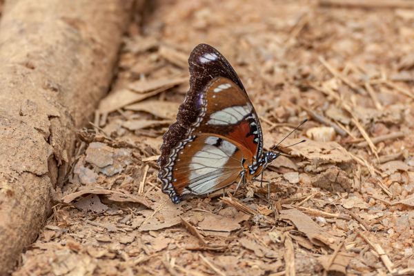 Butterfly unknown