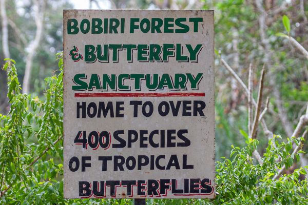 Butterfly paradise