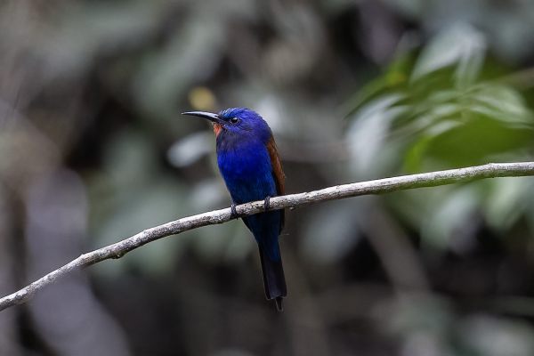 Blauwkopbijeneter