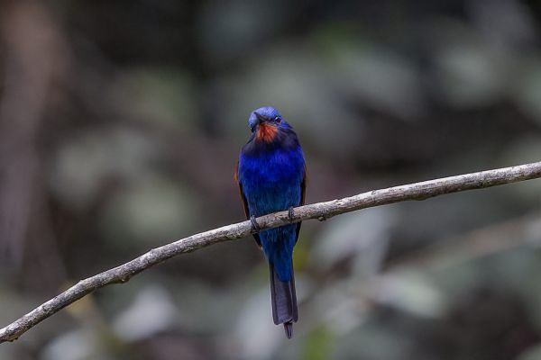 Blauwkopbijeneter