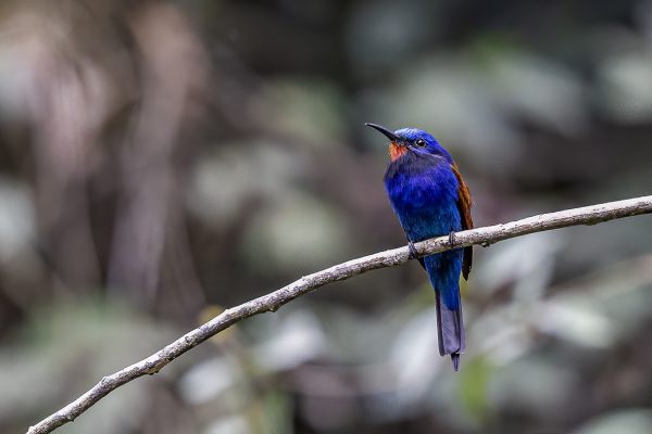 Blauwkopbijeneter