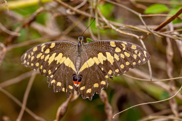 Butterfly unknown