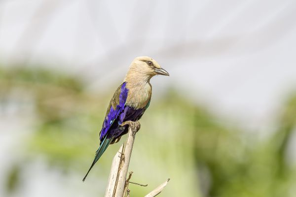 Blauwbuikscharrelaar