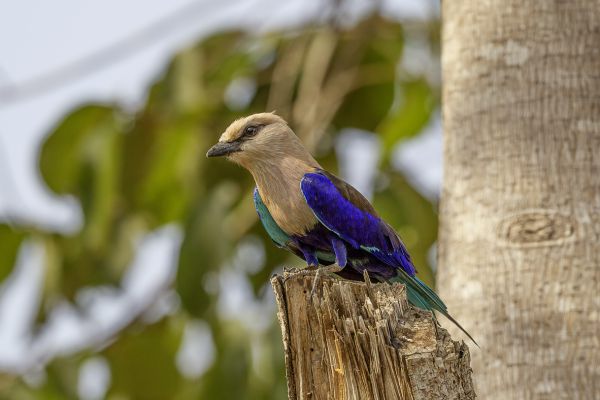 Blauwbuikscharrelaar