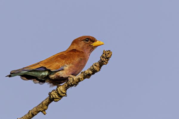 Breedbekscharrelaar