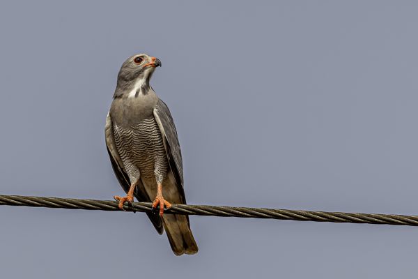 Hagedisbuizerd