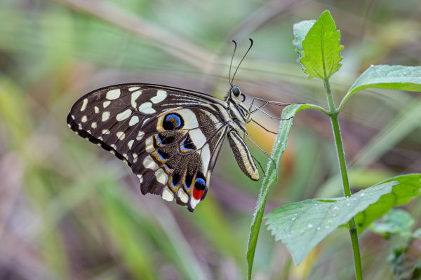 Citrus Swallowtail Butterfly
