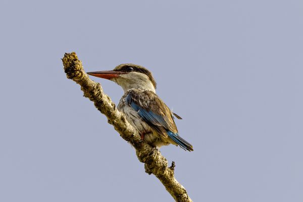 Gestreepte IJsvogel