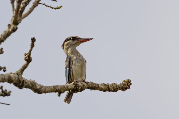 Striped Kingfisher