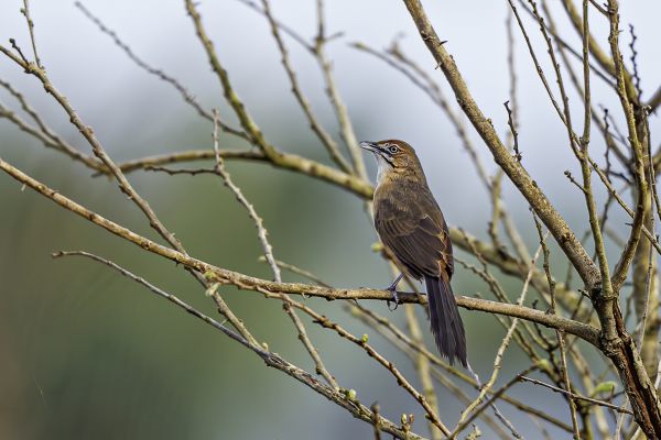 Baardgrasvogel