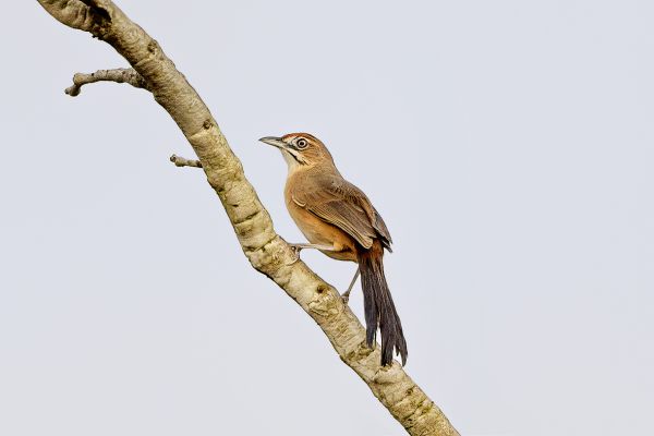 Baardgrasvogel