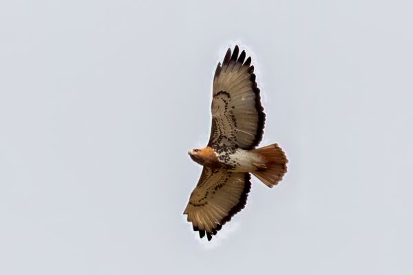 Red-necked Buzzard