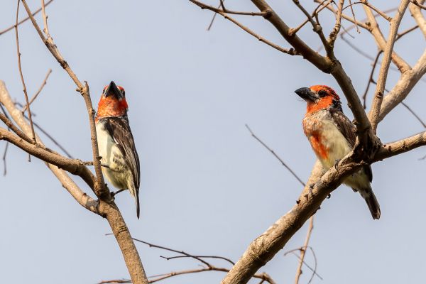 Vieillot's Barbet