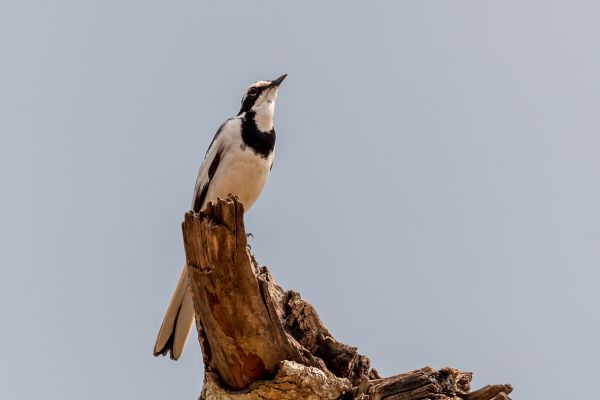 African Pied Wagtail