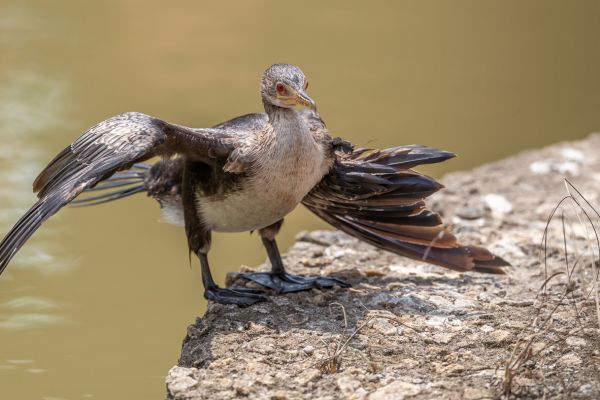 Long-tailed Cormorant