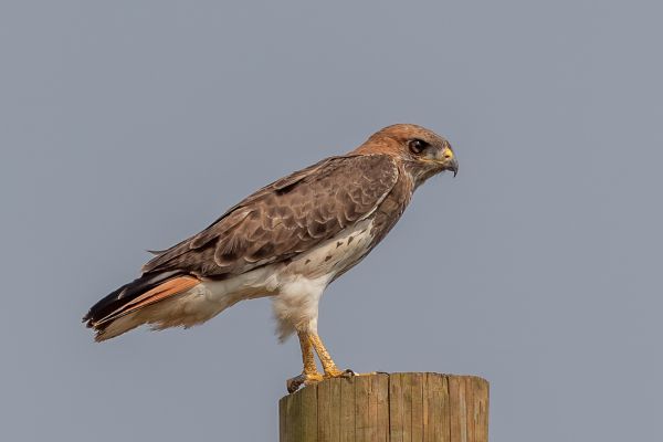 Red-necked Buzzard