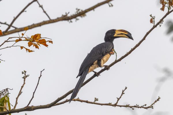 African Pied Hornbill