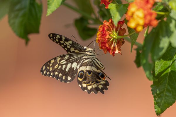 Western emperor swallowtail 