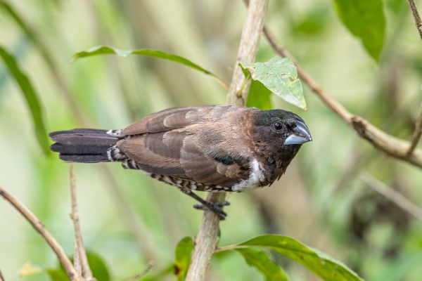 Bronze Munia