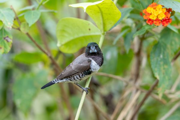 Bronze Munia