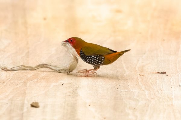Green-backed Twinspot
