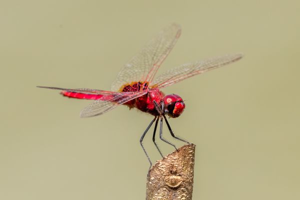 Scarlet dragonfly