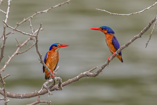 Malachite Kingfisher