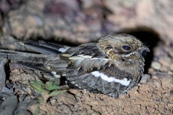 Eurasian Nightjar