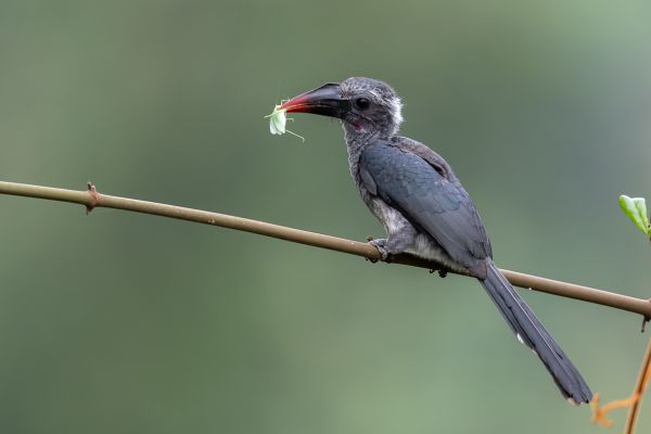 Black Dwarf Hornbill