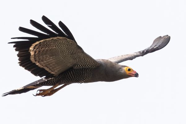 African Harrier-Hawk