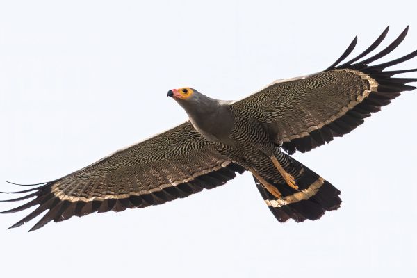 African Harrier-Hawk