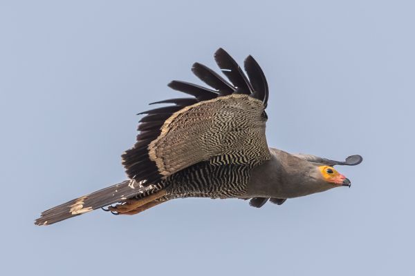 African Harrier-Hawk