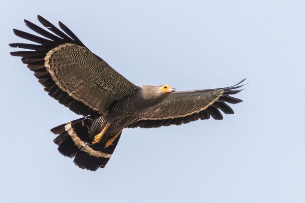 African Harrier-Hawk