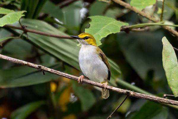 Yellow-browed Camaroptera