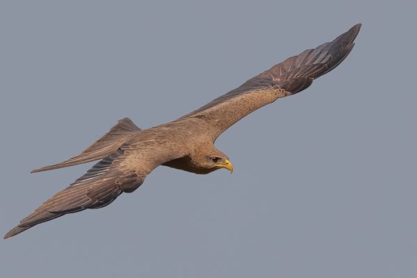 Yellow-billed Kite