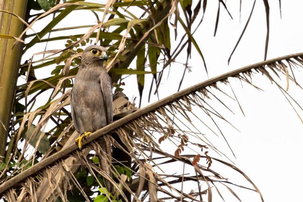 Grey Kestrel