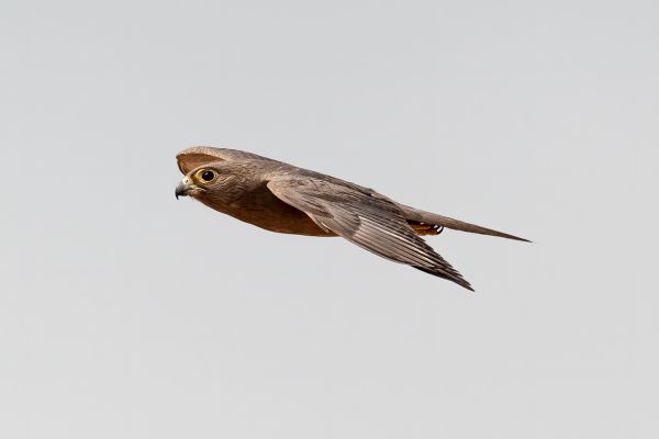 Grey Kestrel